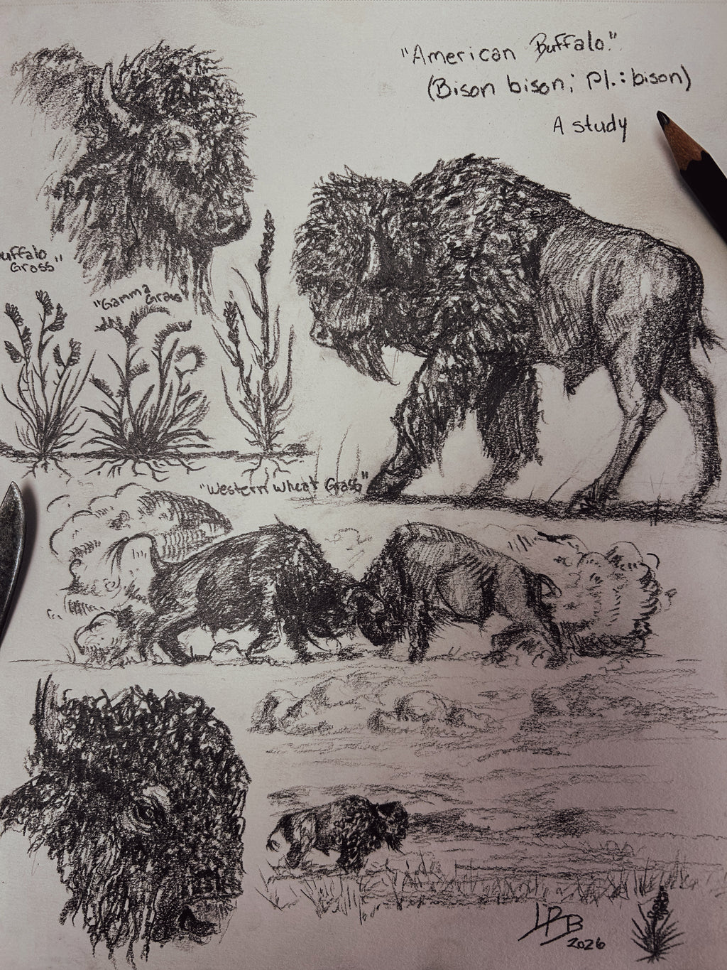 American Buffalo Study - original