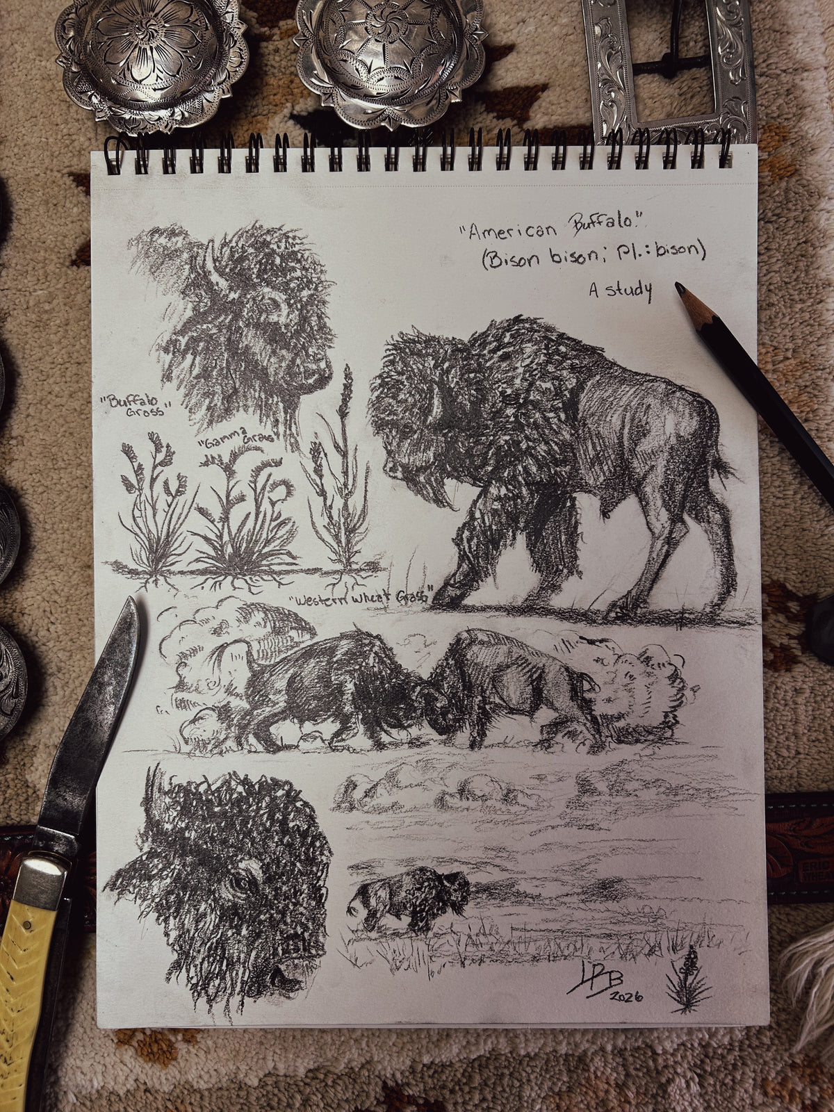 American Buffalo Study - original