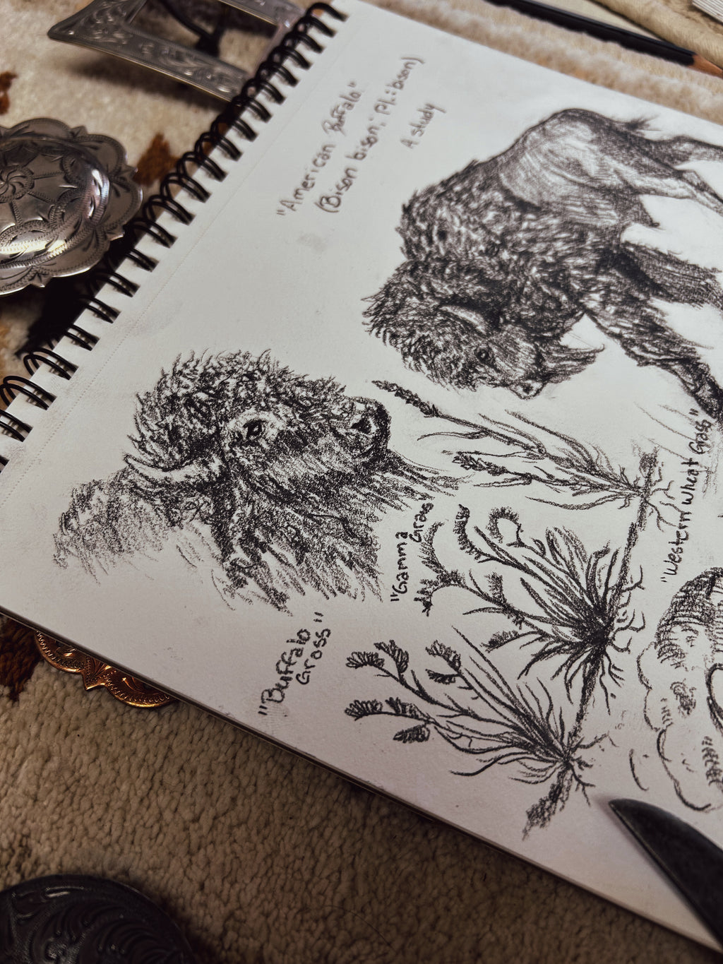 American Buffalo Study - original
